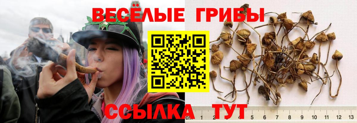 Галлюциногенные грибы Cubensis Белогорск